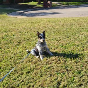 Meet your Posher, Raphael